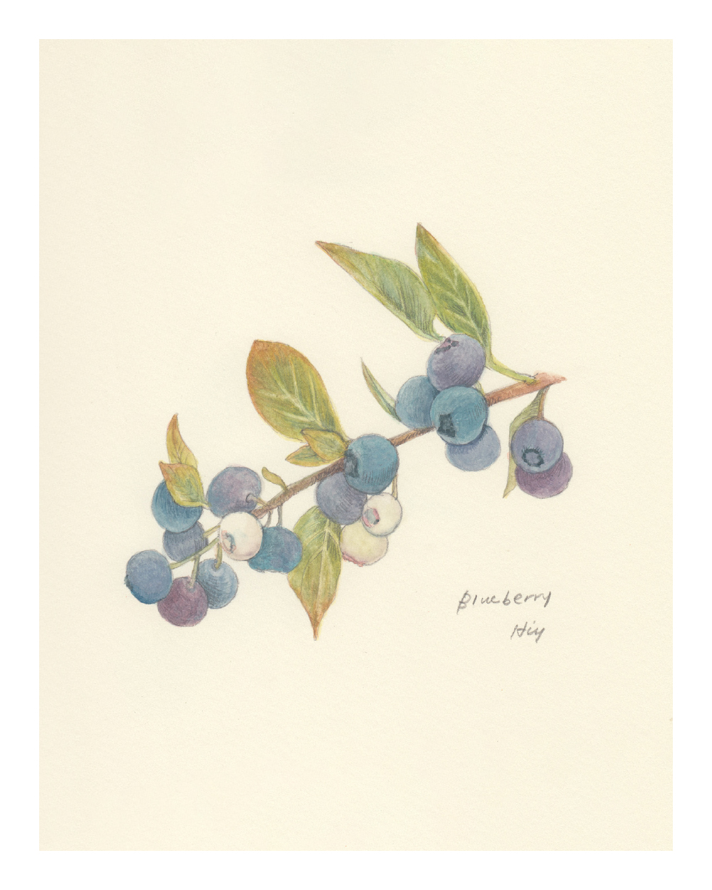 ブルーベリー(Retronomeシリーズ)