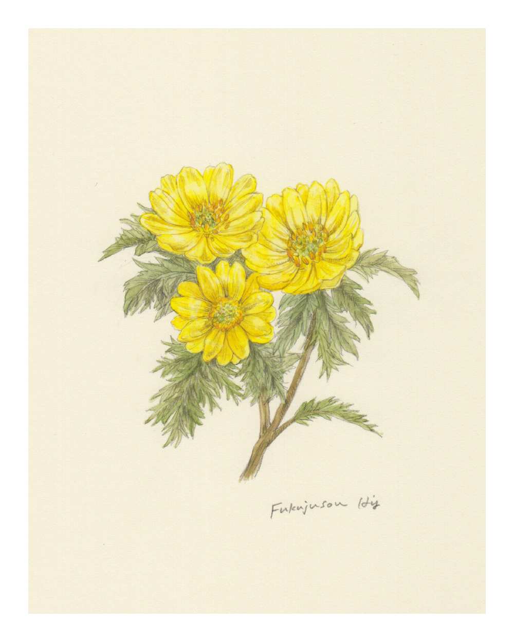 福寿草(Retronomeシリーズ)